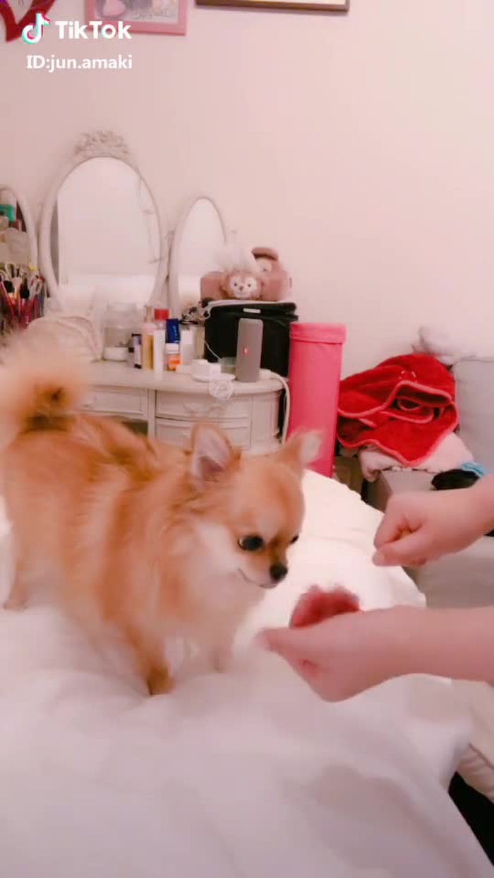 #愛犬 #天木じゅん