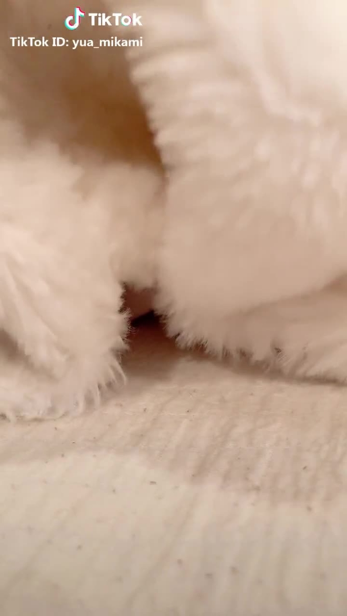 癒しのかたまり#あなたとほほティー #tiktokxmas #おいしいxmas #かわいい #癒し