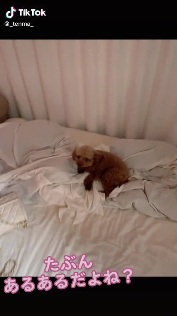 怒ってないのにやってしまった顔してた　#犬#犬のいる生活 #犬あるある