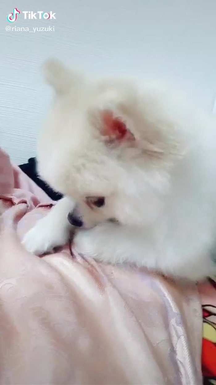 TikTok (ティックトック) で 悠月リアナ🌙.*·̩͙ (@riana_yuzuki) の動画を見る 34