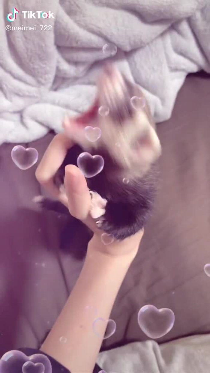 生後3ヶ月のフェレちゃん🦨💓めいの手が1番のおもちゃだと思ってる😂可愛いから許す🤞💓 #フェレット #フェレットのいる暮らし  #動物大好き #動物紹介 #かわいい