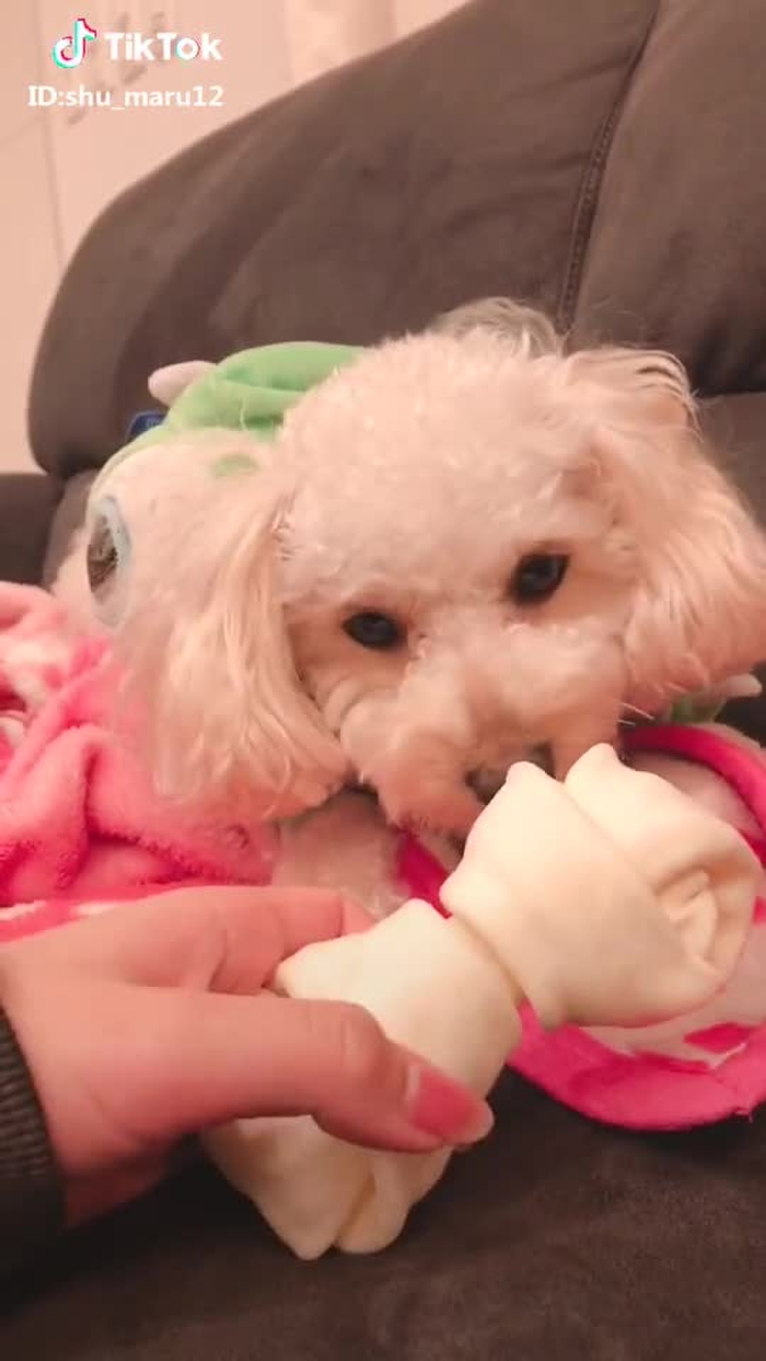 愛犬に巨大ガムあげるの巻🐶💓 #愛犬 #トイプードル #むくちゃん #おすすめ