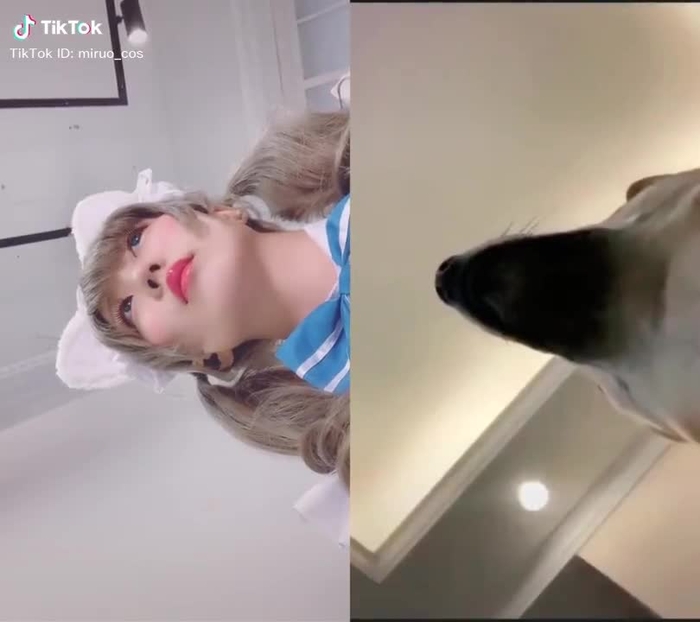 @羊 と一緒に #デュエット #通知きた #犬 #猫 #コスプレ #cosplay #dog #cat