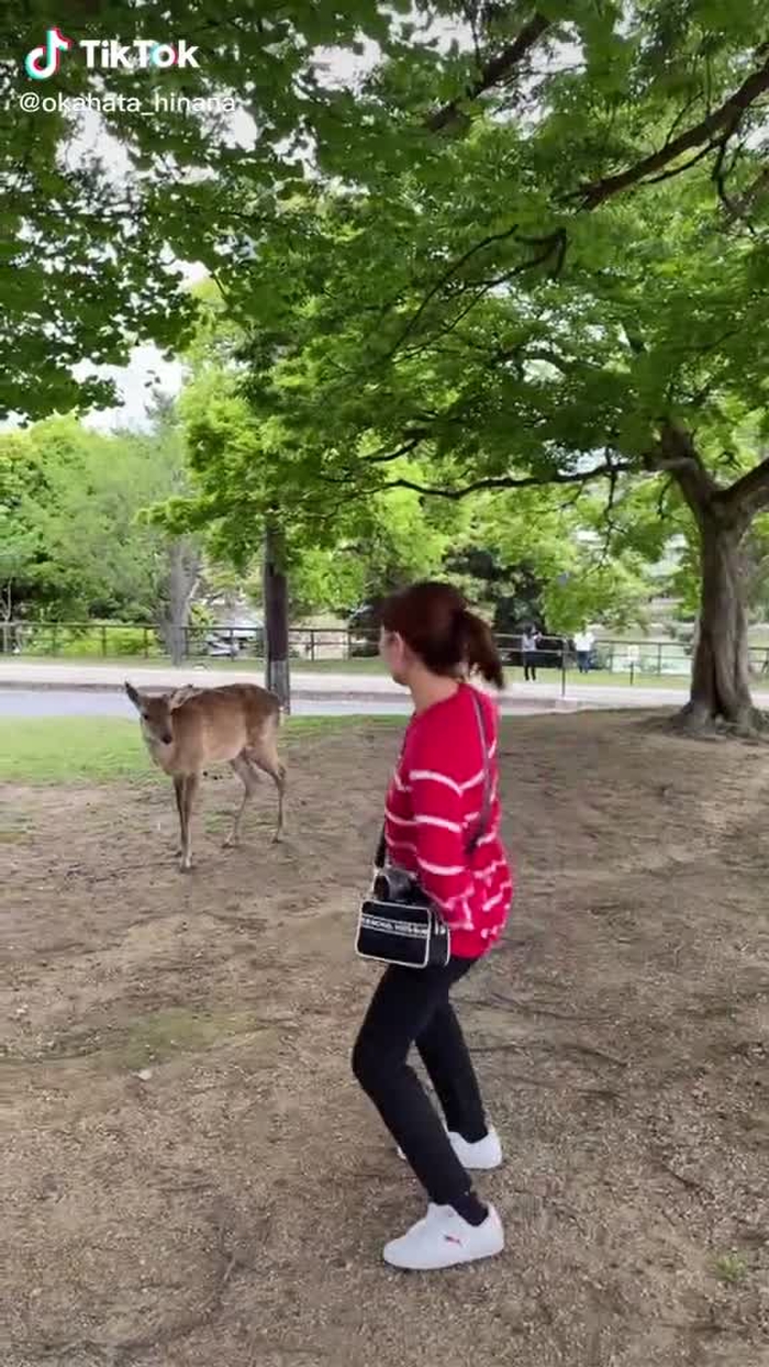 お姉ちゃんは鹿🦌😂😂#おすすめ乗りたい #おうちの時間 #バズれ #運営さん大好き #鹿 #お姉ちゃんが綺麗すぎる #お姉ちゃんがアホすぎる#面白すぎる #奈良 #シュール