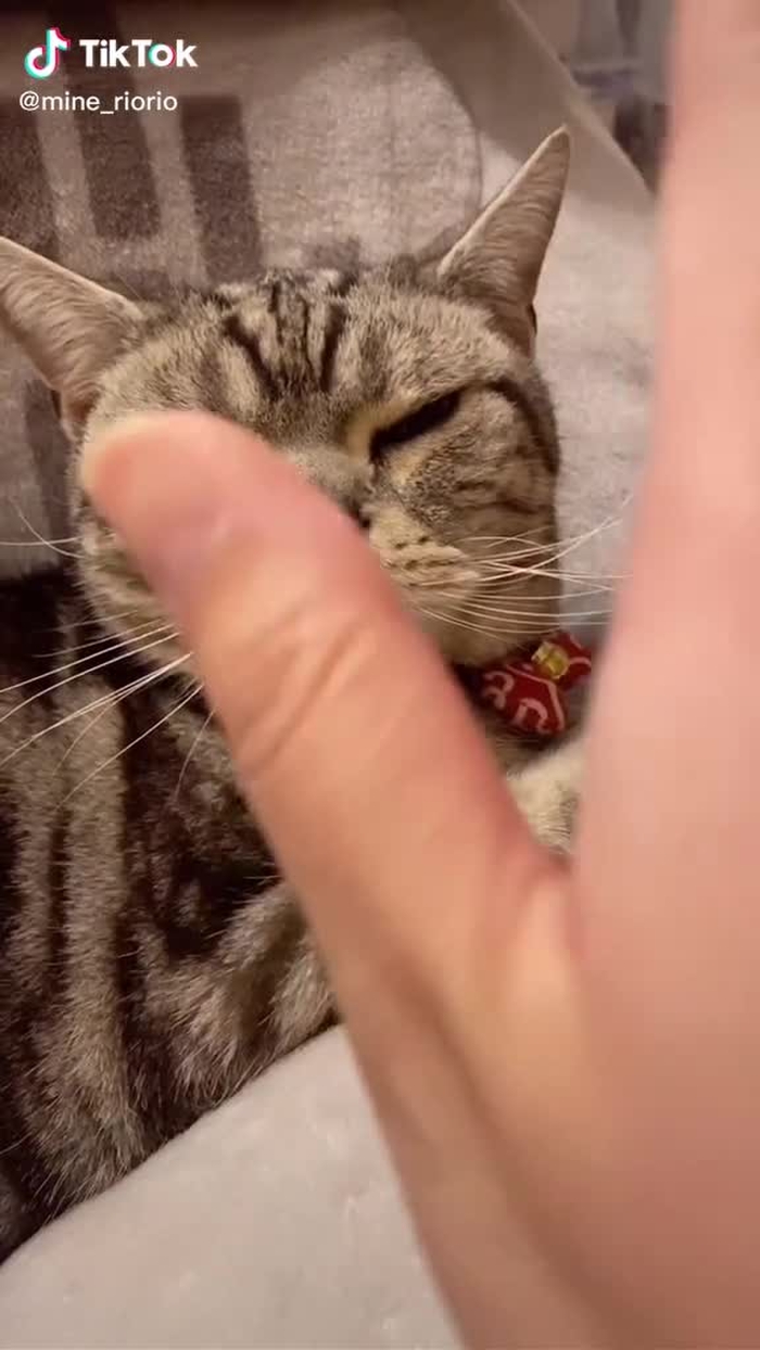 かぷっ。🐈 #ねこの日 #猫のいる暮らし #猫が反応する音 #おすすめのりたい