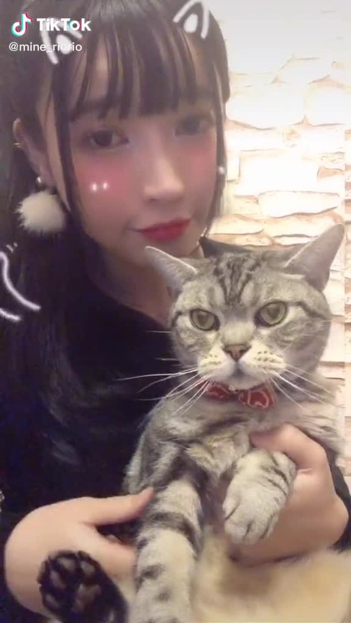 愛猫の、アメリカンショートヘア･らんま先生 です🐈💜❤💙💚よく、似てると言われます🙋‍♀️✨皆様、よろしくにゃ❣️😽💋✨ #アメリカンショートヘア #ねこ #グラビアアイドル #おすすめのりたい