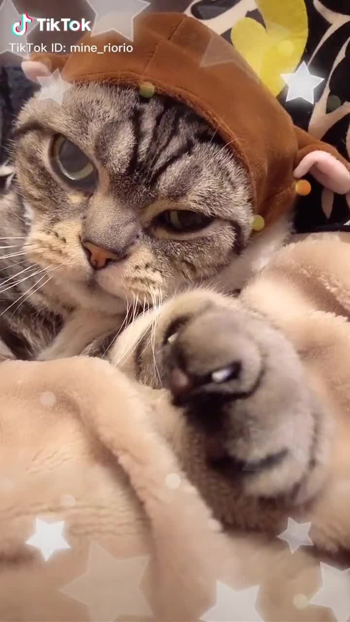 #tiktokxmas #おうちxmas #みんなでtiktok #2019カウントダウン #イルミネーション #トナカイから脱皮 #愛猫 #アメリカンショートヘアー
