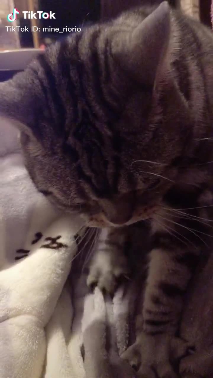 甘えん坊ふみふみ😽💓💓💓 #甘えんぼう #猫アメリカンショートヘア #ねこ #ふみふみ #かわいい