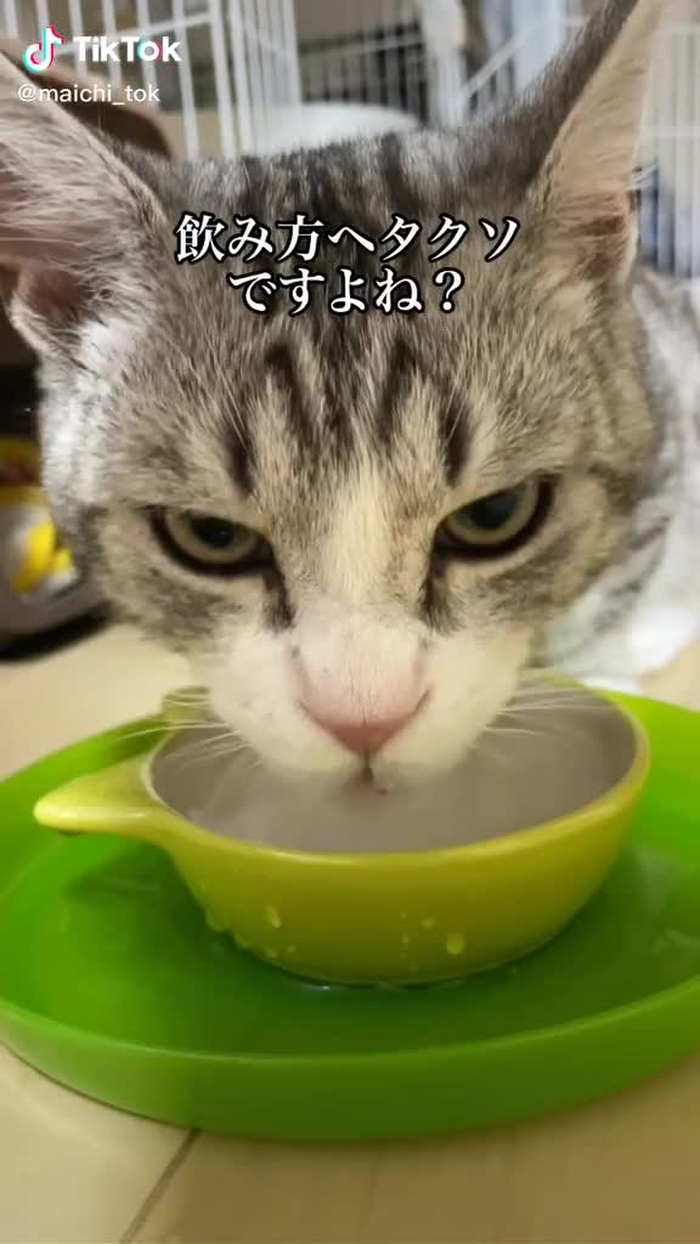 猫って水飲むのみんなヘタクソなのかな？😀#猫 #ペットのいる暮らし  #マンチカン #おすすめ