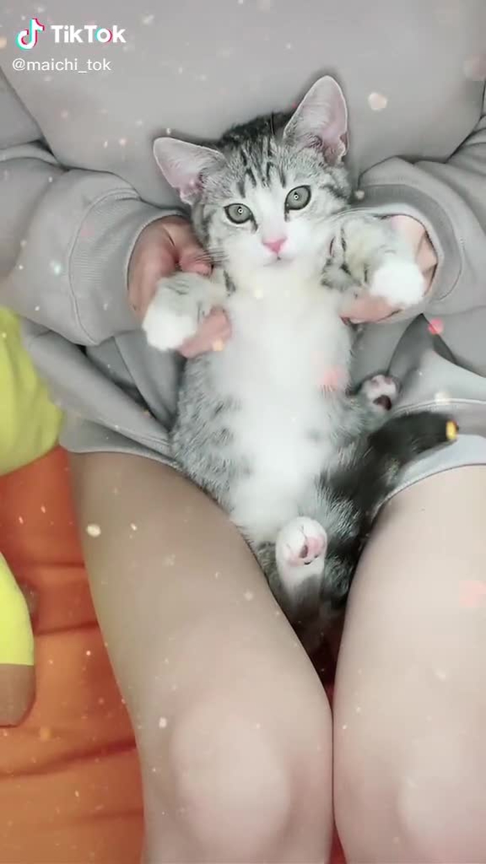 レボリューションしちゃった⭐️#もふもふ #ねこ #マンチカン #生脚