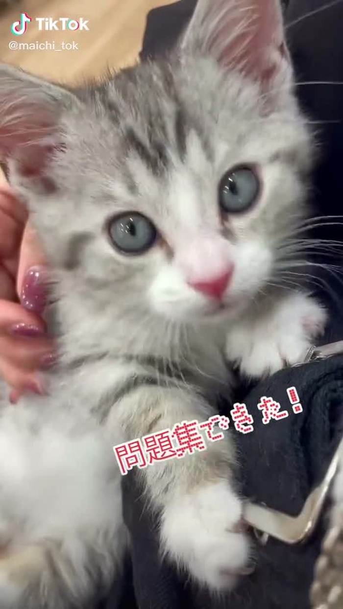 【先生】っていいます！たまにLIVE登場するよ♪#自慢のペット  #マンチカン #猫 #動物コレクション #おすすめ