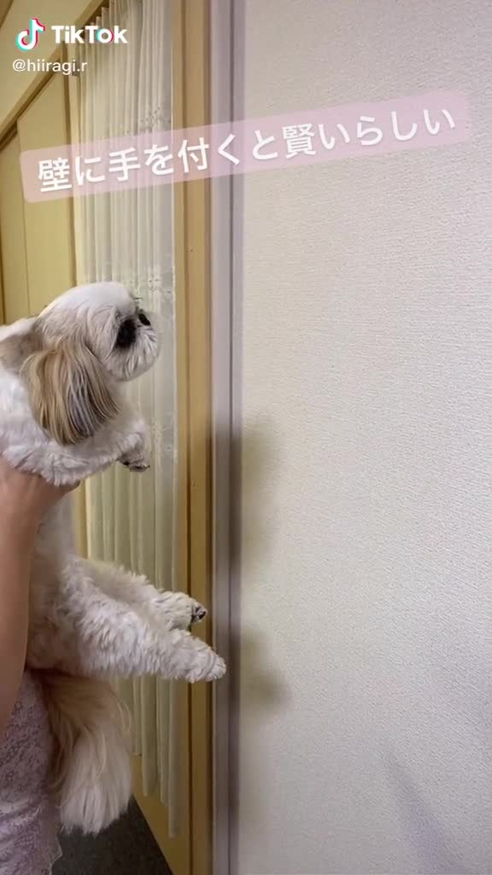 #壁に手を着くと賢い　#REDエールダンスチャレンジ #シーズー #犬のいる生活 #おすすめ乗りたい
