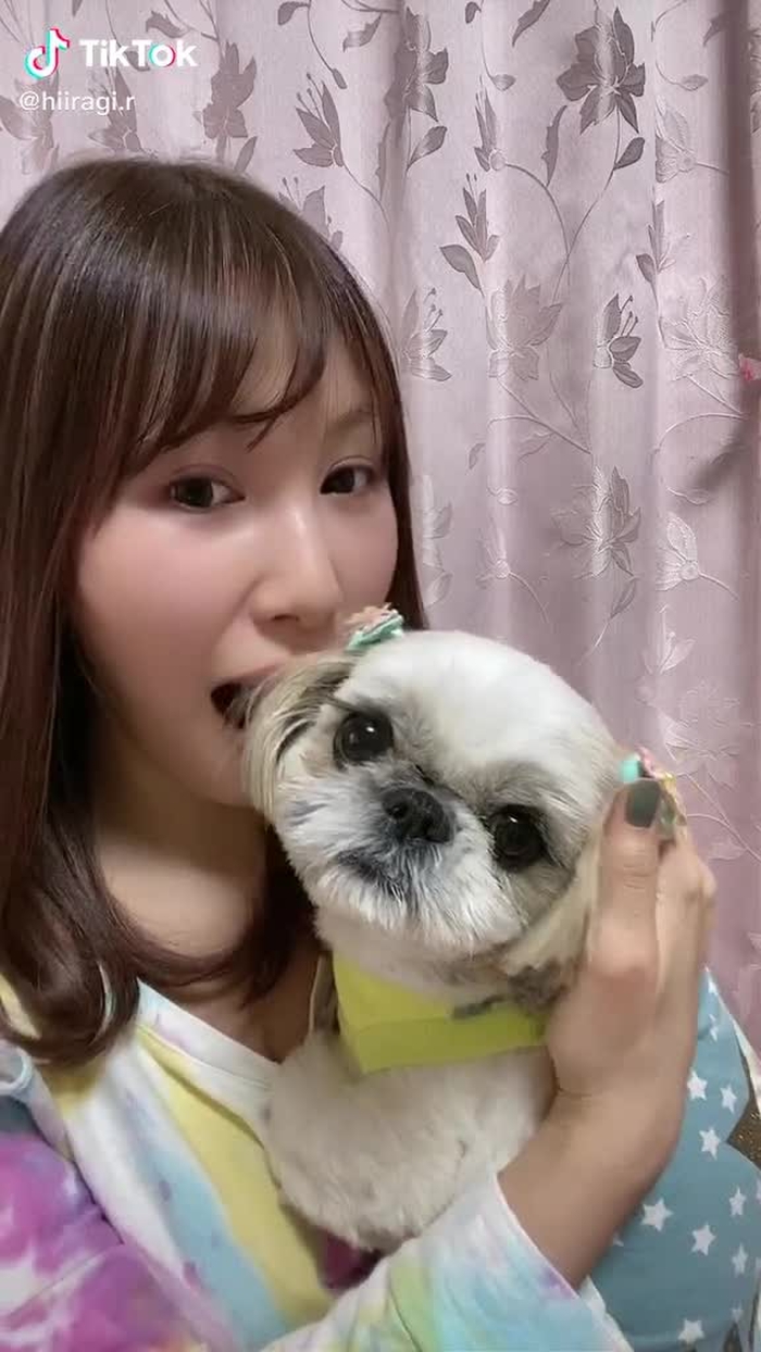 我が家のお犬さまをかじってみました🐶#犬 #犬のいる生活 #面白い #シーズー #dog  #fyp #tikdog