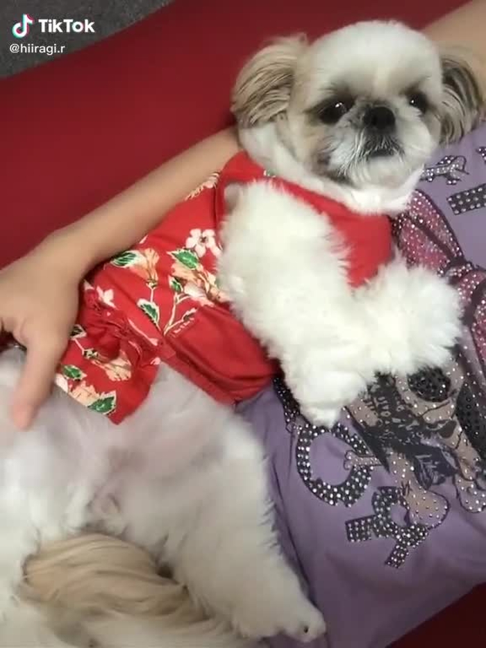 撫でるとすぐ寝る実家のわんちゃん🐶早く会いたいなぁ🥺#シーズー #動物コレクション #アイラブユー #tiktok初心者 #tiktok3周年