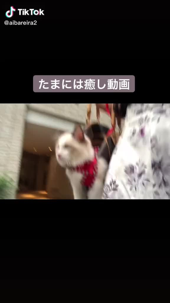 何回バックに入れても前足出してくる笑　😹　#お散歩　#猫　#ラグドール