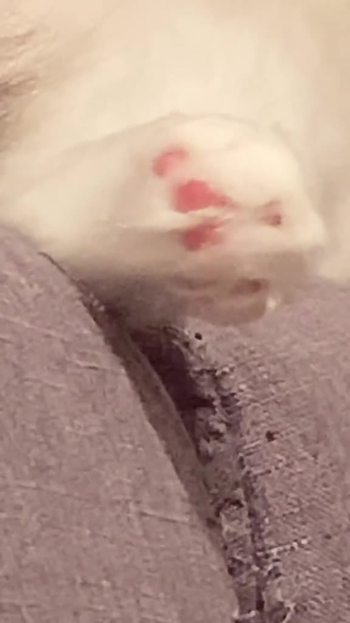 #クリームパンの手  #にくきゅうピンク #これ何　#猫