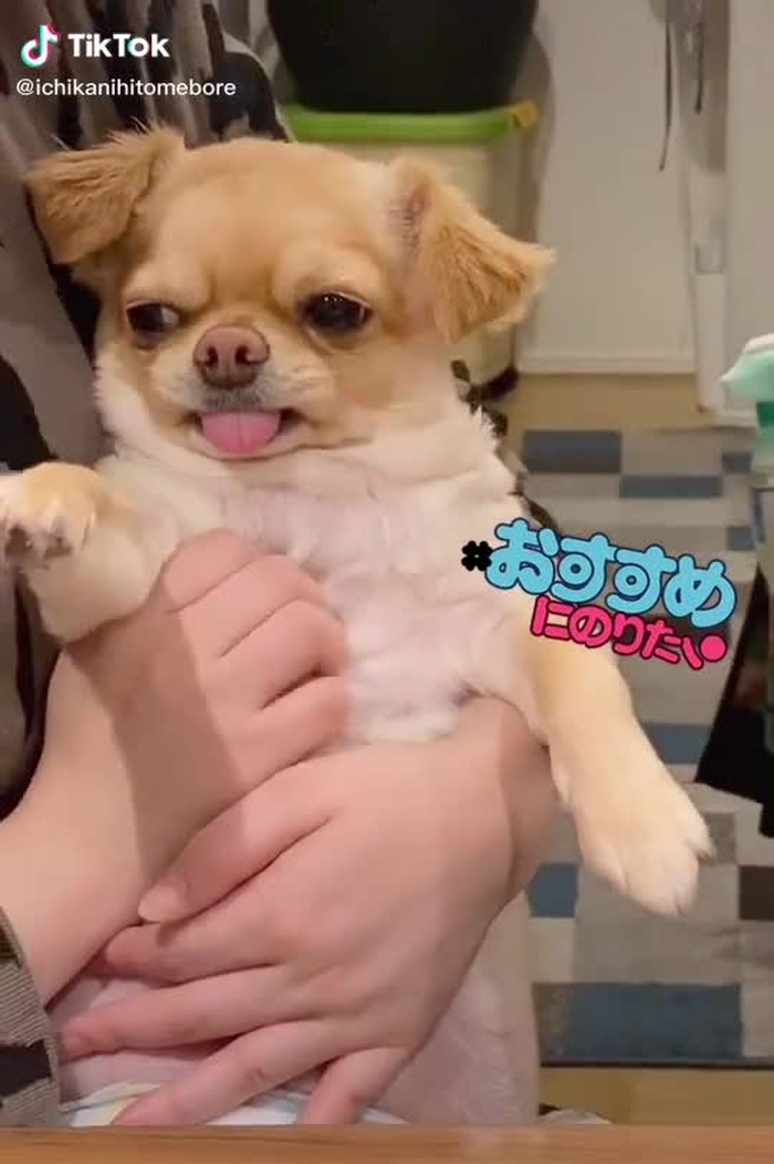 愛犬が可愛いすぎて…すいません♡#バズれ #いいねが欲しい #fyp #おすすめ #ばずりたい #運営さん大好き #フォローお願いします #バズりたい #おすすめにのりたい #広告で有名になりたい #チワワ