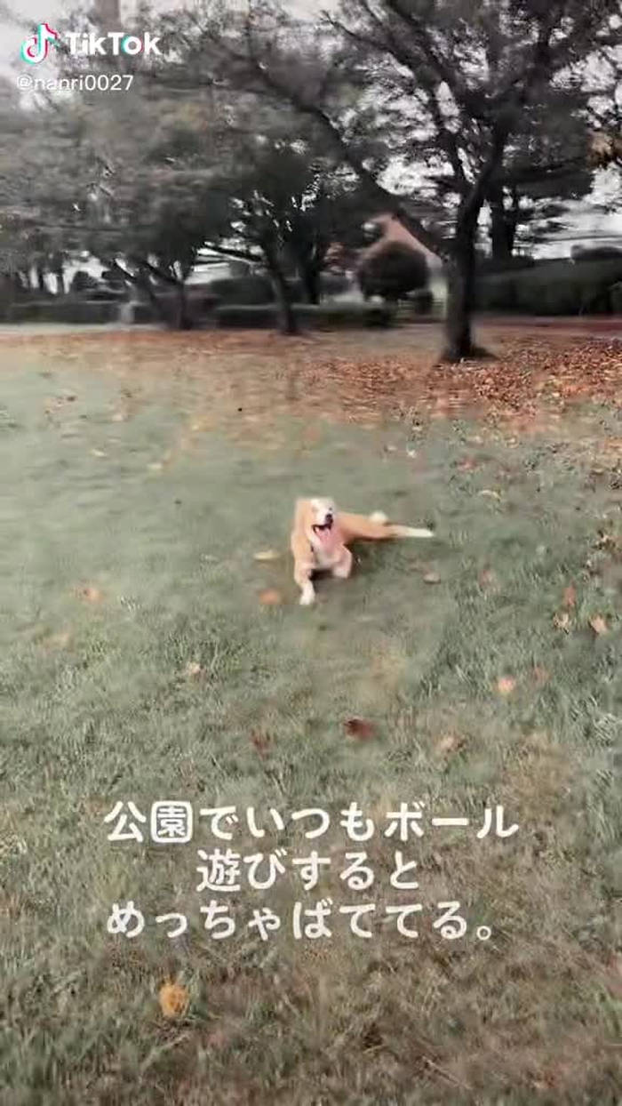 愛犬モナカさん#愛犬#dog#ボーダーコリー#ボール遊び #めっちゃ蚊に刺された