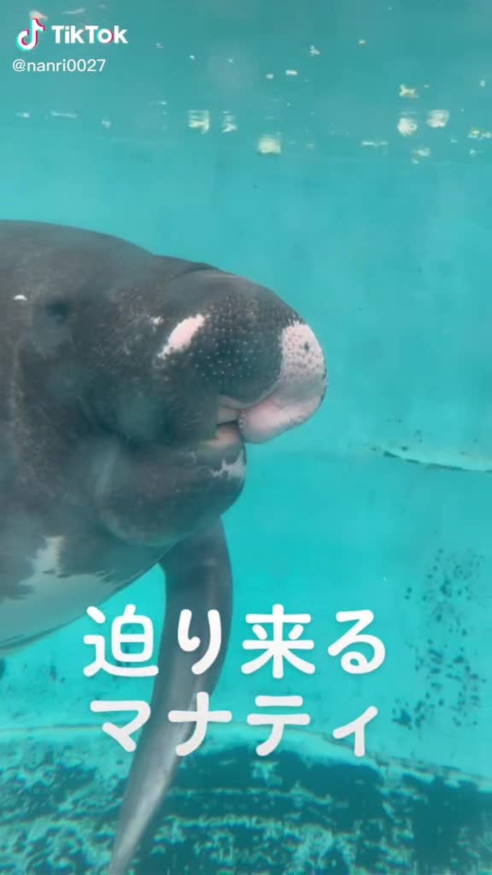 伊豆にあるバナナワニ園にいたマナティ。とても人懐こい（？）のか何回も寄ってきてくれた#伊豆#静岡#バナナワニ園#マナティ