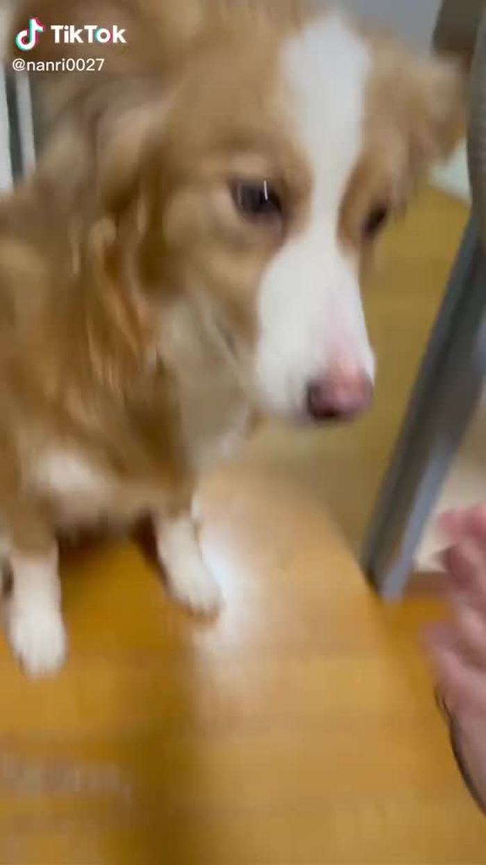 ご飯前のいつもの。#ボーダーコリー#愛犬#家族#大好き