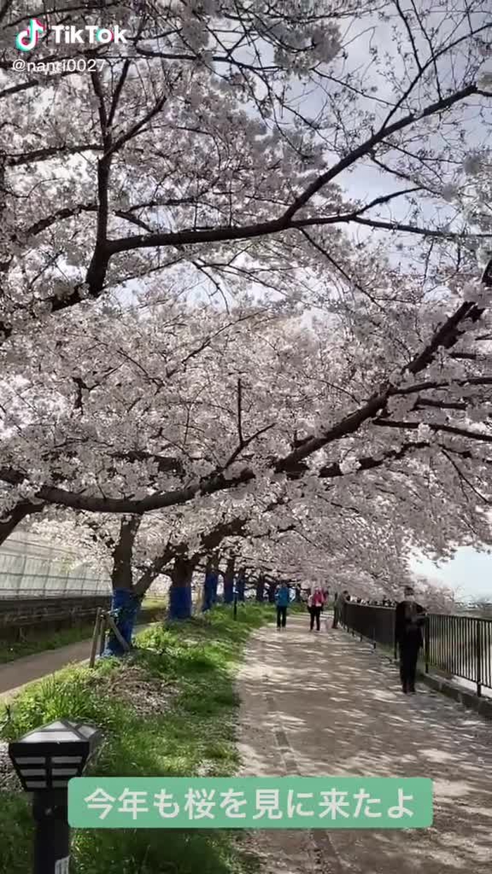 今年もきたよ。今年はモナカと二人だったね。#愛犬#ボーダーコリー#桜#思い出#懐かしい