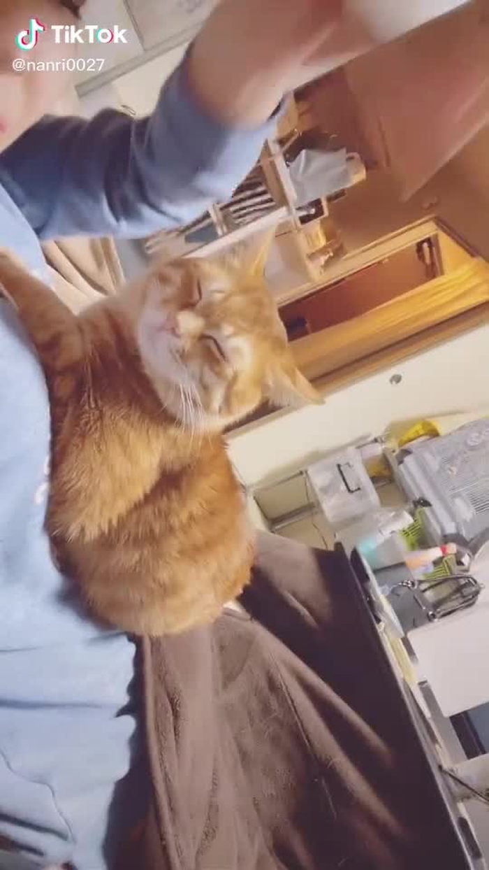 全然反応しなかった、さすがボス猫#猫#愛猫#元野良猫 #ボス猫#デブ猫