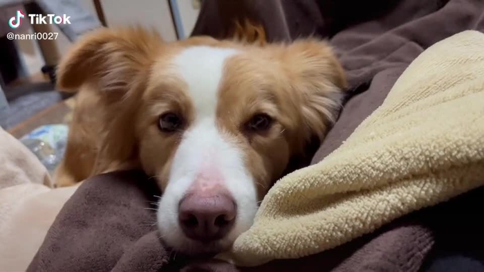 うとうと、、#ボーダーコリー #愛犬#暴れん坊将軍 #dog#cute#可愛い#love