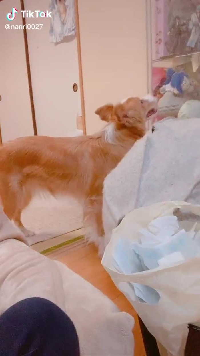 お前が反応するのか#愛犬#愛猫#うちの子可愛い #ボーダーコリー#子猫