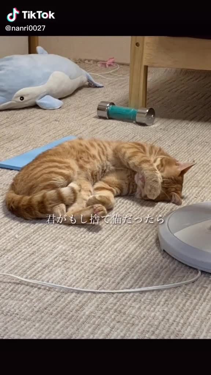 #猫  元々野良猫だったポド今では甘えん坊に。