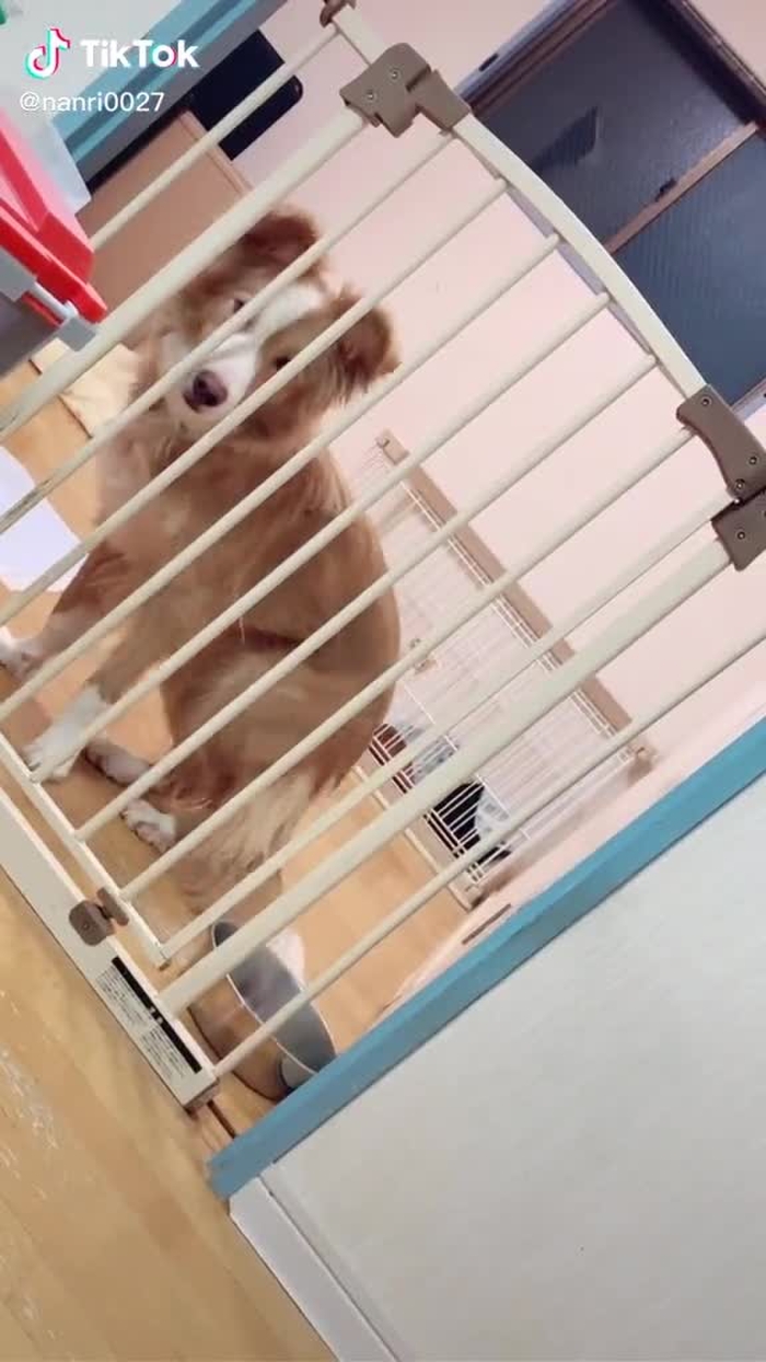 かわええ#犬が反応する音 #dog#愛犬