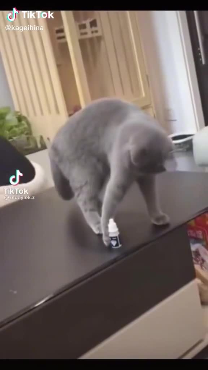 猫「…すまんな」