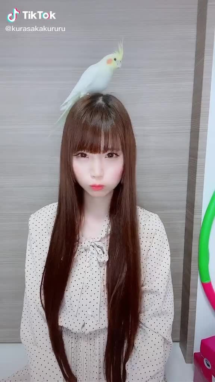 #オカメインコのきなこちゃん