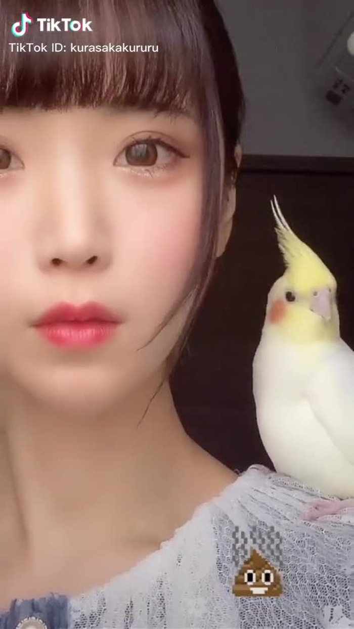 肩にう○ちがあるのに気付いて載せててなかったんだけど、きなちゃんのアクビが可愛いのでやっぱり載せます　#オカメインコのきなこちゃん