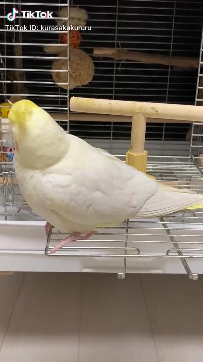 うっかり口紅ついた唇でチューしてしまった。ごめん。　#オカメインコのきなこちゃん