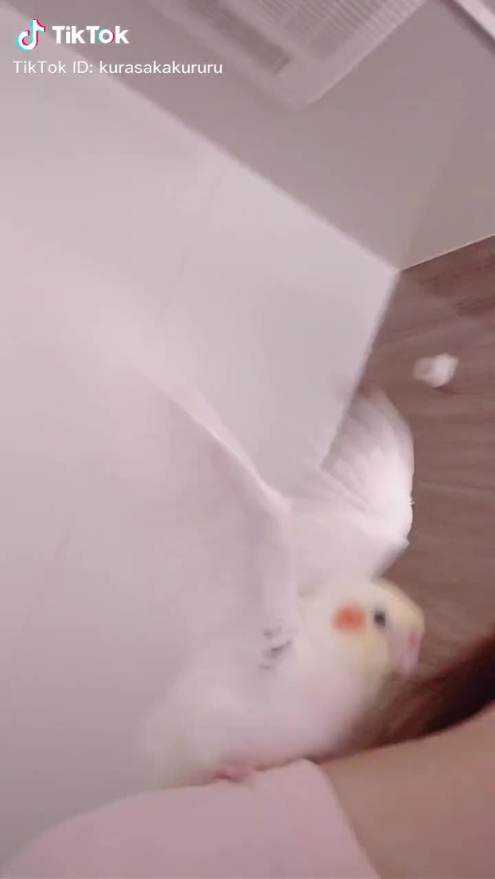 お風呂場乾燥機の風を浴びています　#オカメインコのきなこちゃん