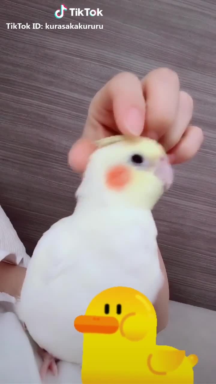 久しぶりにきなちゃんUP🐥 #オカメインコのきなこちゃん #倉坂きなこ #オカメインコ #カキカキ