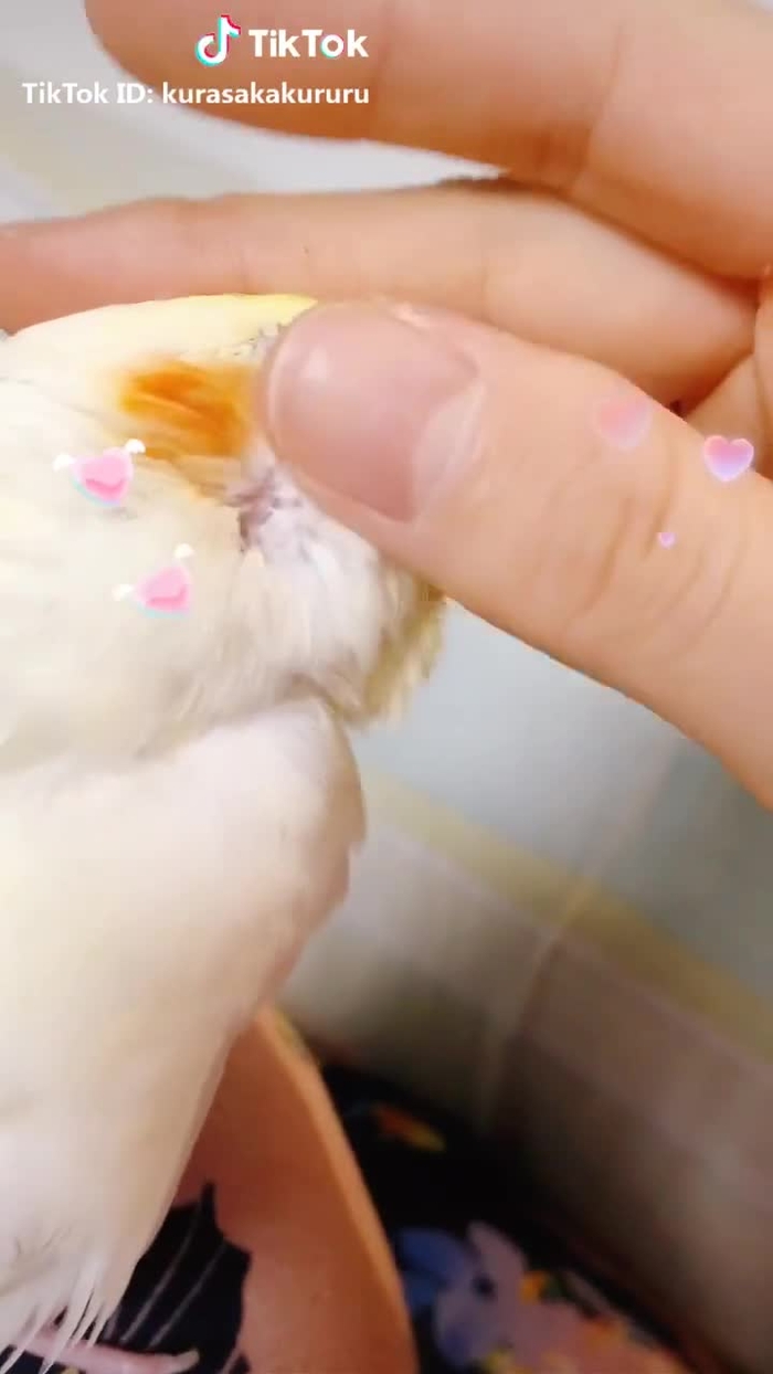 #うちの子デビュー #倉坂きなこ #オカメインコのきなこちゃん #オカメインコ #インコ #小鳥 #ことり #ペット #pet #nymphicushollandicus hollandicus