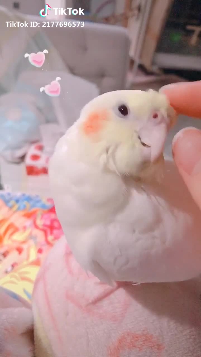 オカメインコをカキカキするだけの動画。無駄に長いです。#オカメインコ #インコ