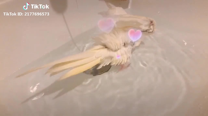 #オカメインコのきなこちゃん #水浴び #みずあび #オカメインコ #インコ #鳥 #可愛すぎる