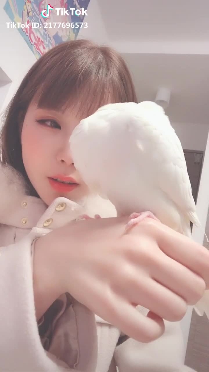 #オカメインコのきなこちゃん なかなかこっち向いてくれない #こっち向いて #オカメインコ #大好きオカメインコ #インコ #鳥