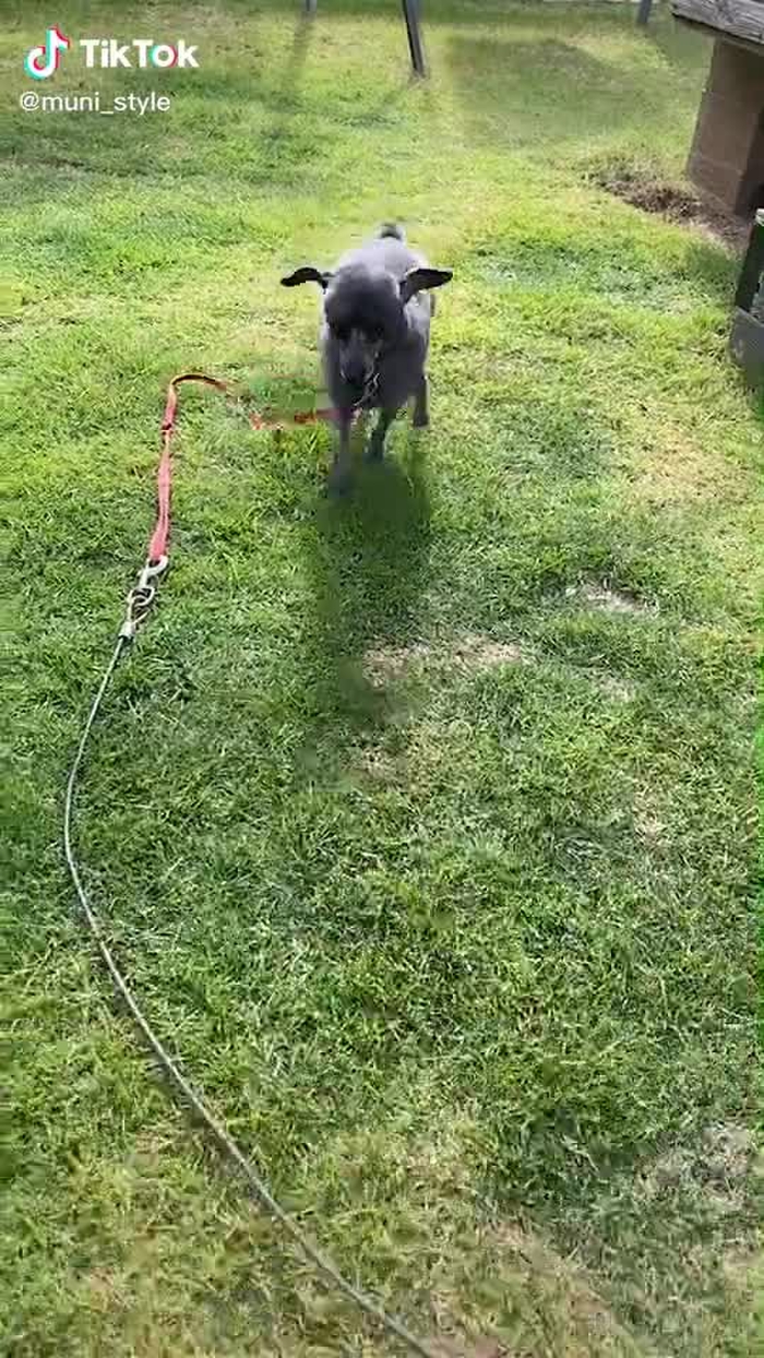 うちの庭に子羊現れた🐑💕#愛犬 #犬 #羊カット #犬のいる生活