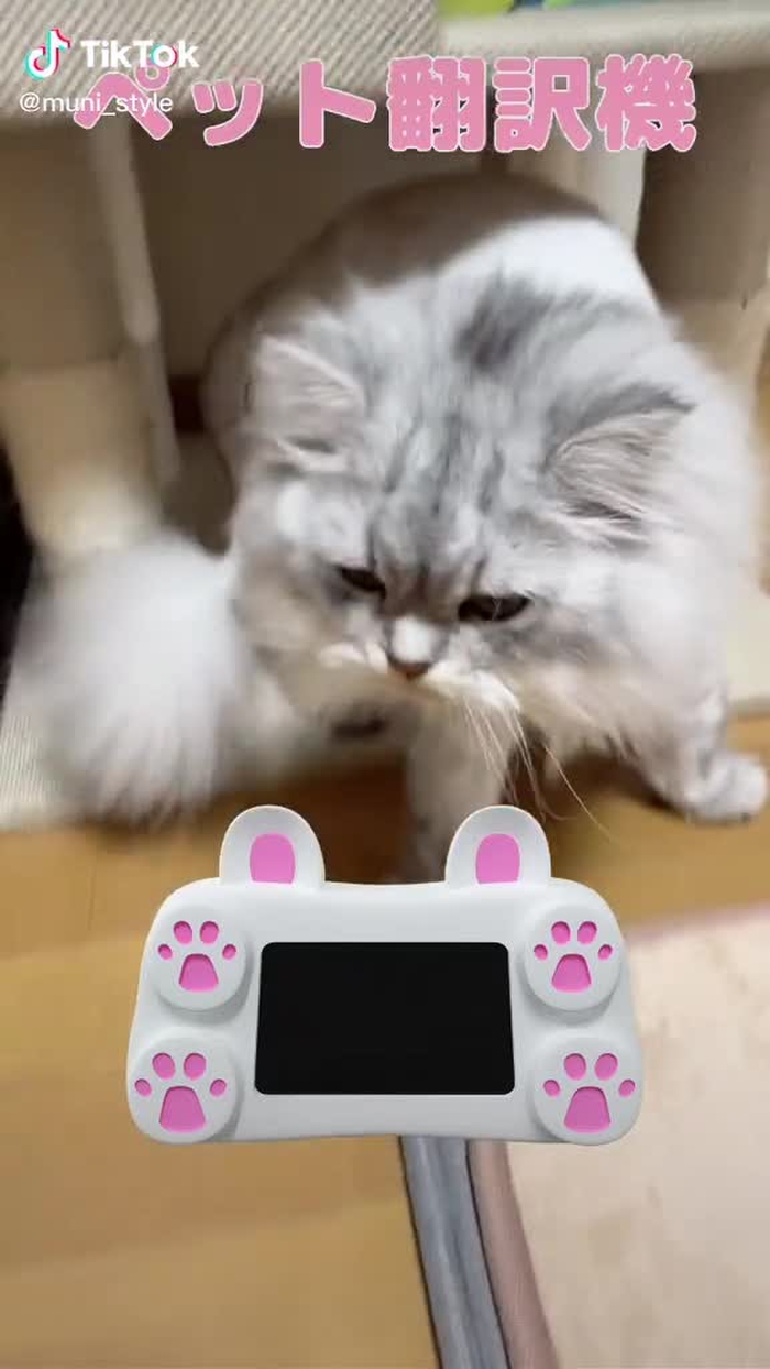 銀ちゃん！大好き❣️#エフェクト大学 #foryou #foryoupage #fyp #猫 #ペット翻訳機