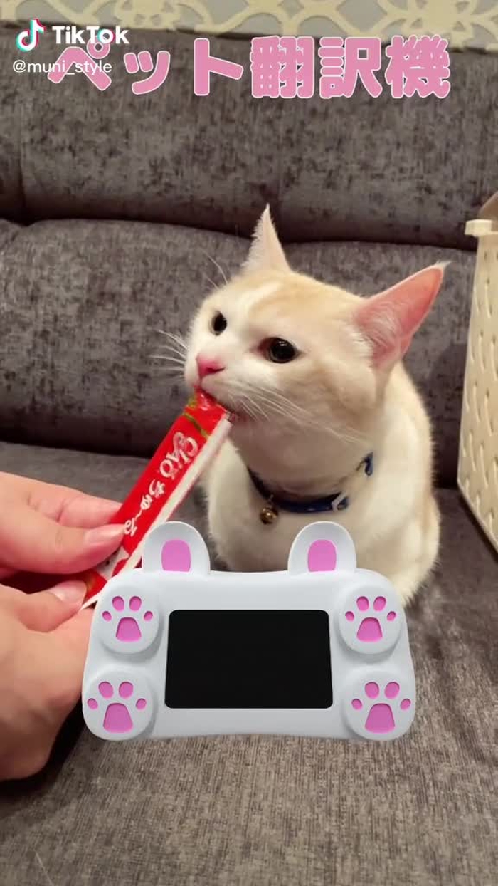 なんかごめん、、、#foryou #foryoupage #fyp #猫 #ペット翻訳機