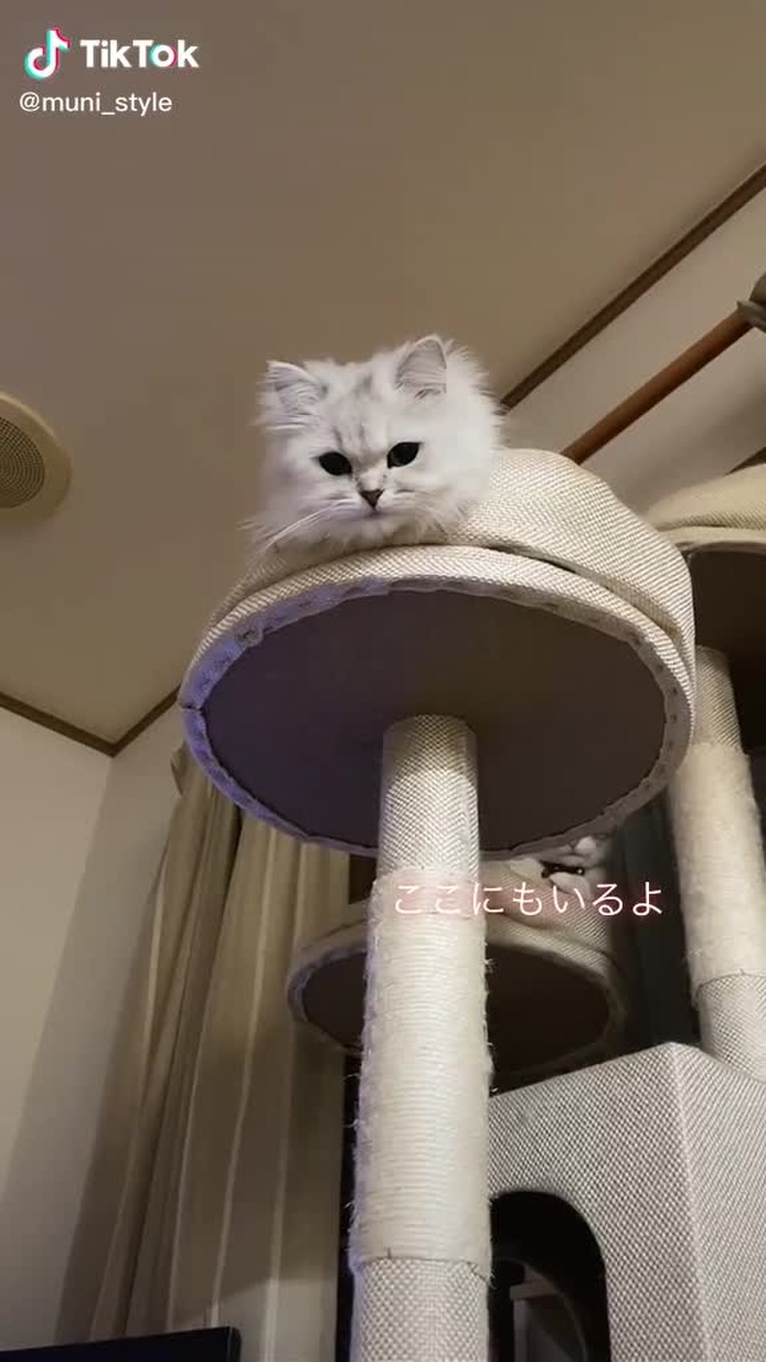 もなちゃん2歳おめでとう❣️#foryou #foryoupage #fyp #猫 #ねこ #猫ちゃん