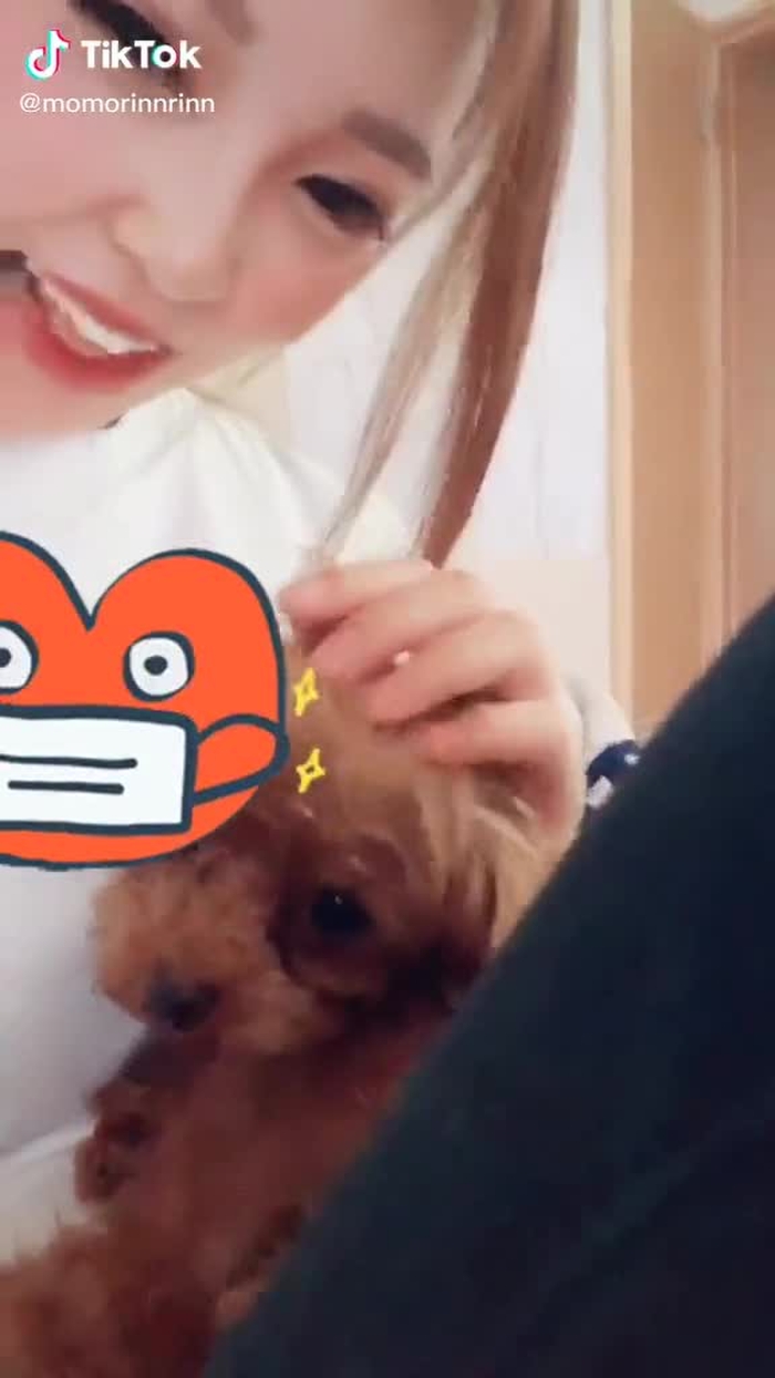 愛しの末っ子ちゃん♡最近は長男のもこすけナデナデしてたらダメ！って手を引っ張ってきてわたちしかなでなでしてほしくないみたい笑もこすけは末っ子ちゃんにだけ気が弱くて優しくて何でもおもちゃもお膝も譲ってあげるもんね❤️えらいね💓絶対譲らないタイプだったのに#犬犬まみれ#あなたたちは私の宝物だよ