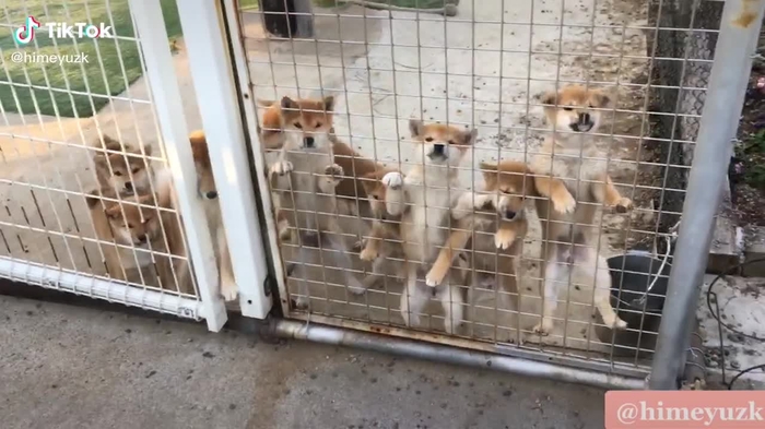 ブリーダーさんのところに住み込みしてた時の動画❤️ 海外の家族のところまで行った子たちもたくさん🐶#しばいぬ