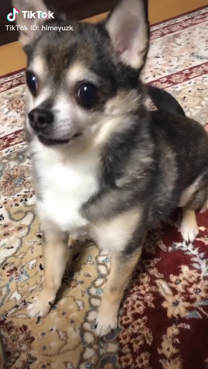親バカ💓　#犬