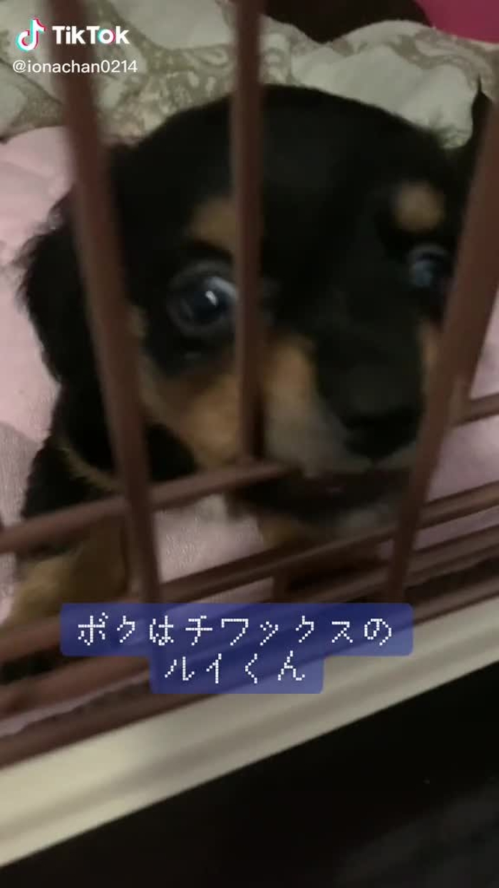 #チワックス