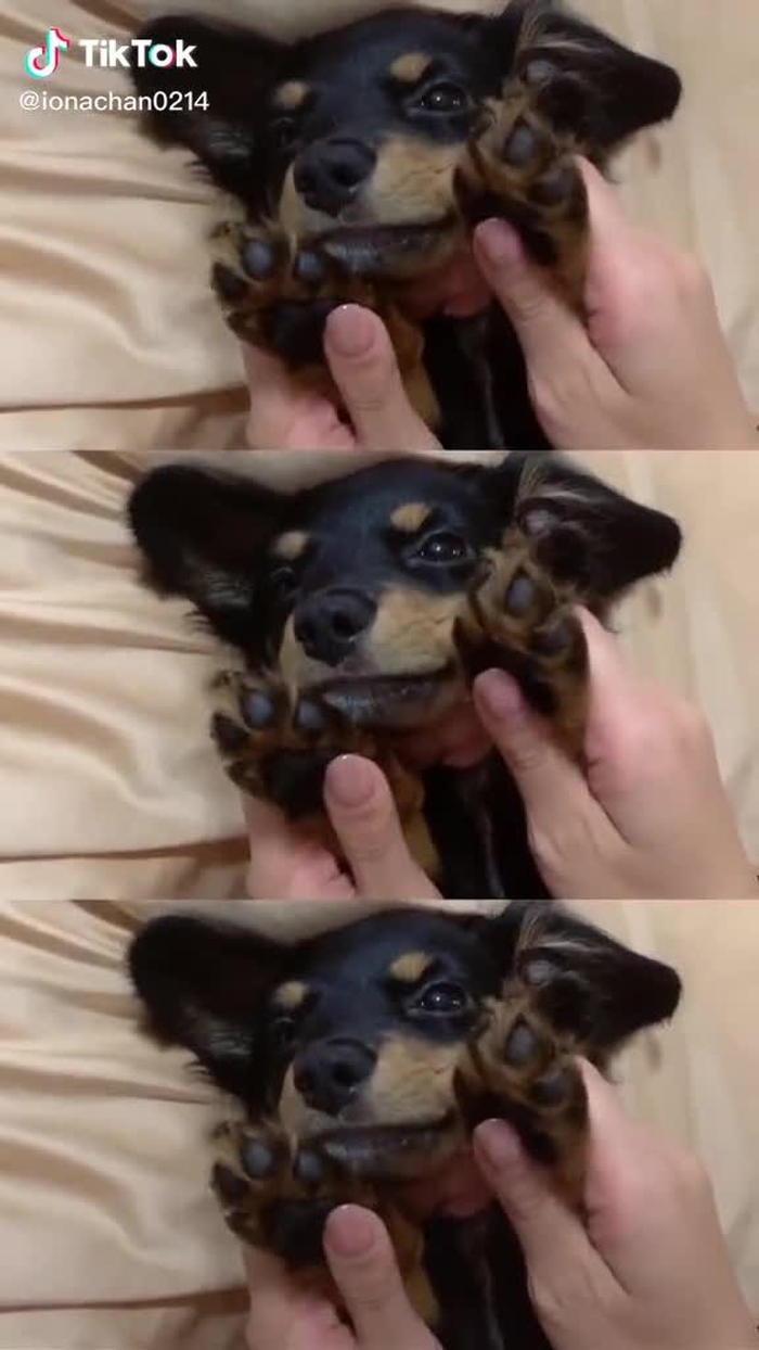 うちのわんこ🐶　#TikTok3周年 #マルチスクリーン