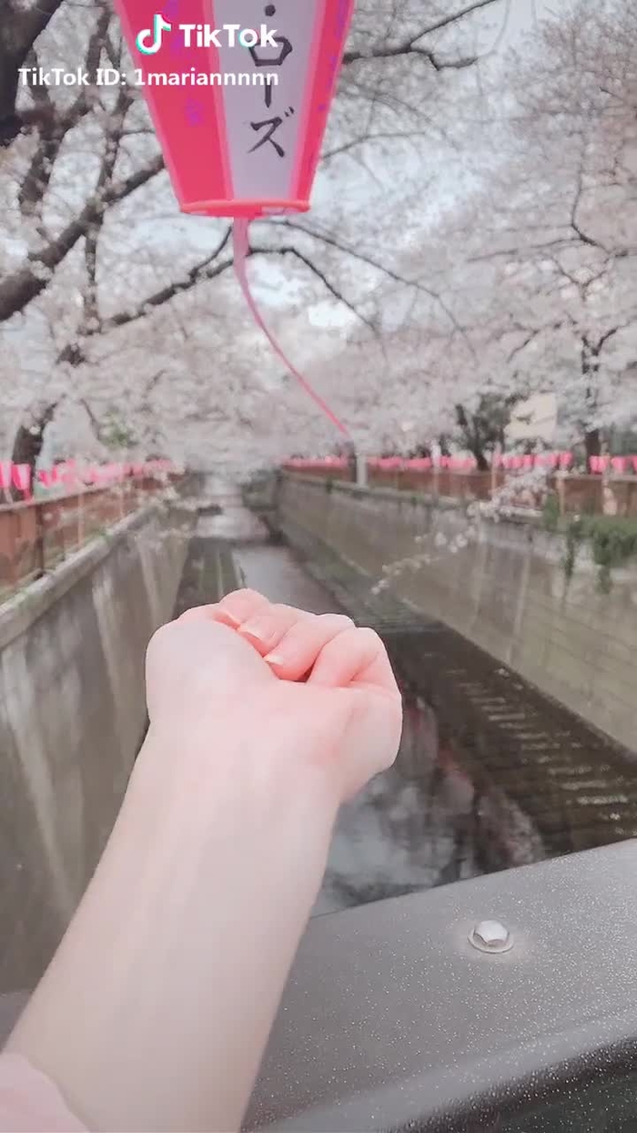#桜 #春茶